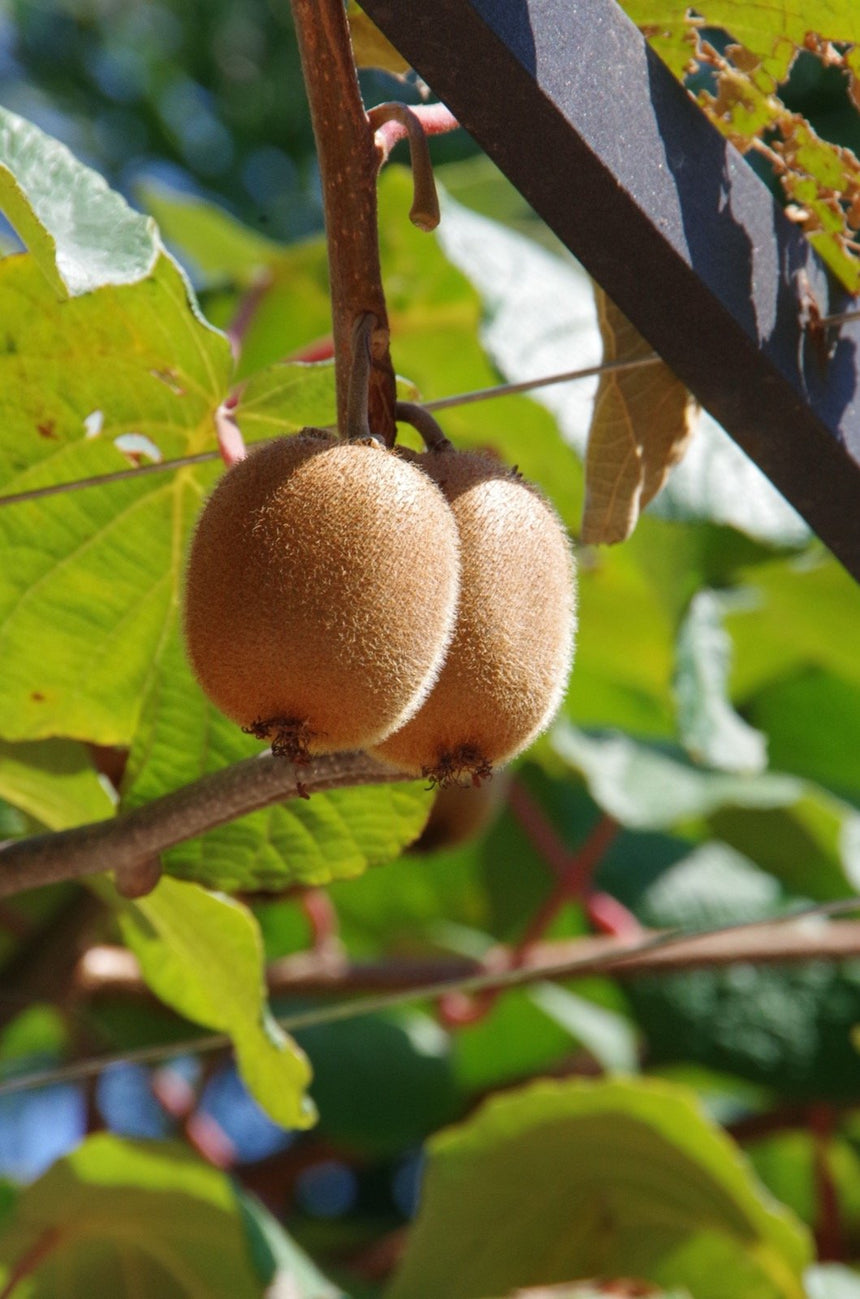 Kiwifruit growing on the vine